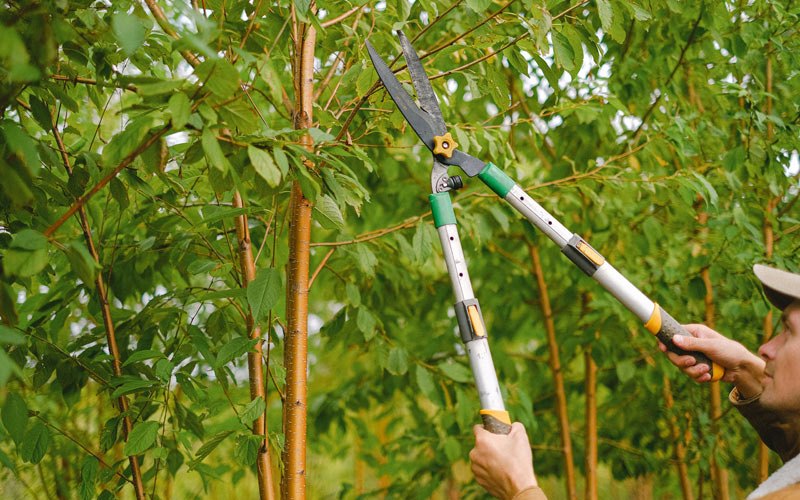 Tree trimming in Four States, WV