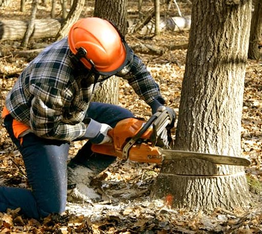Tree Removal in Four States, WV